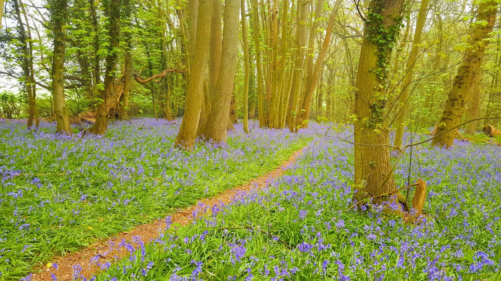 Badby Wood - Image 1
