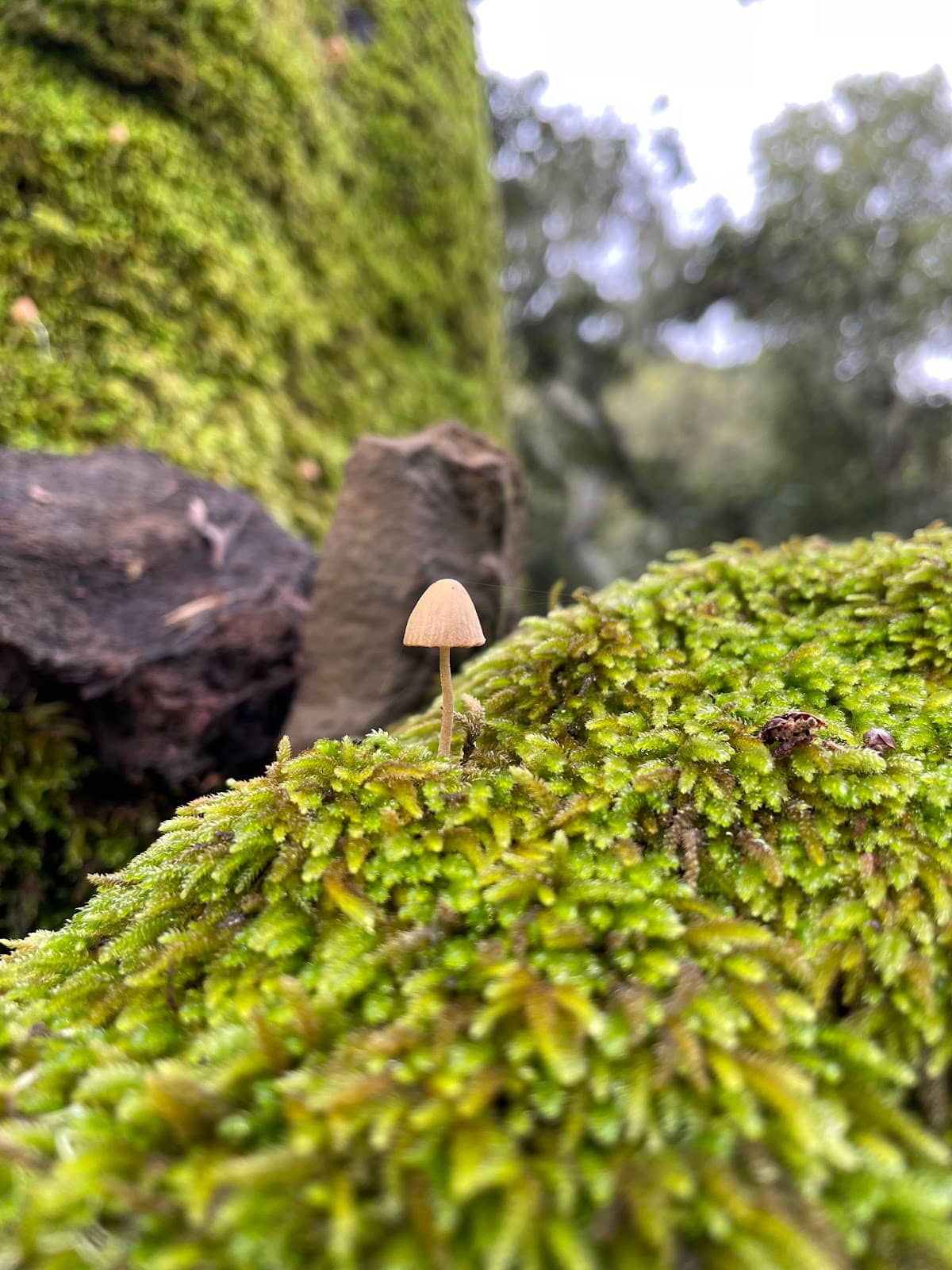 Vertical photo
