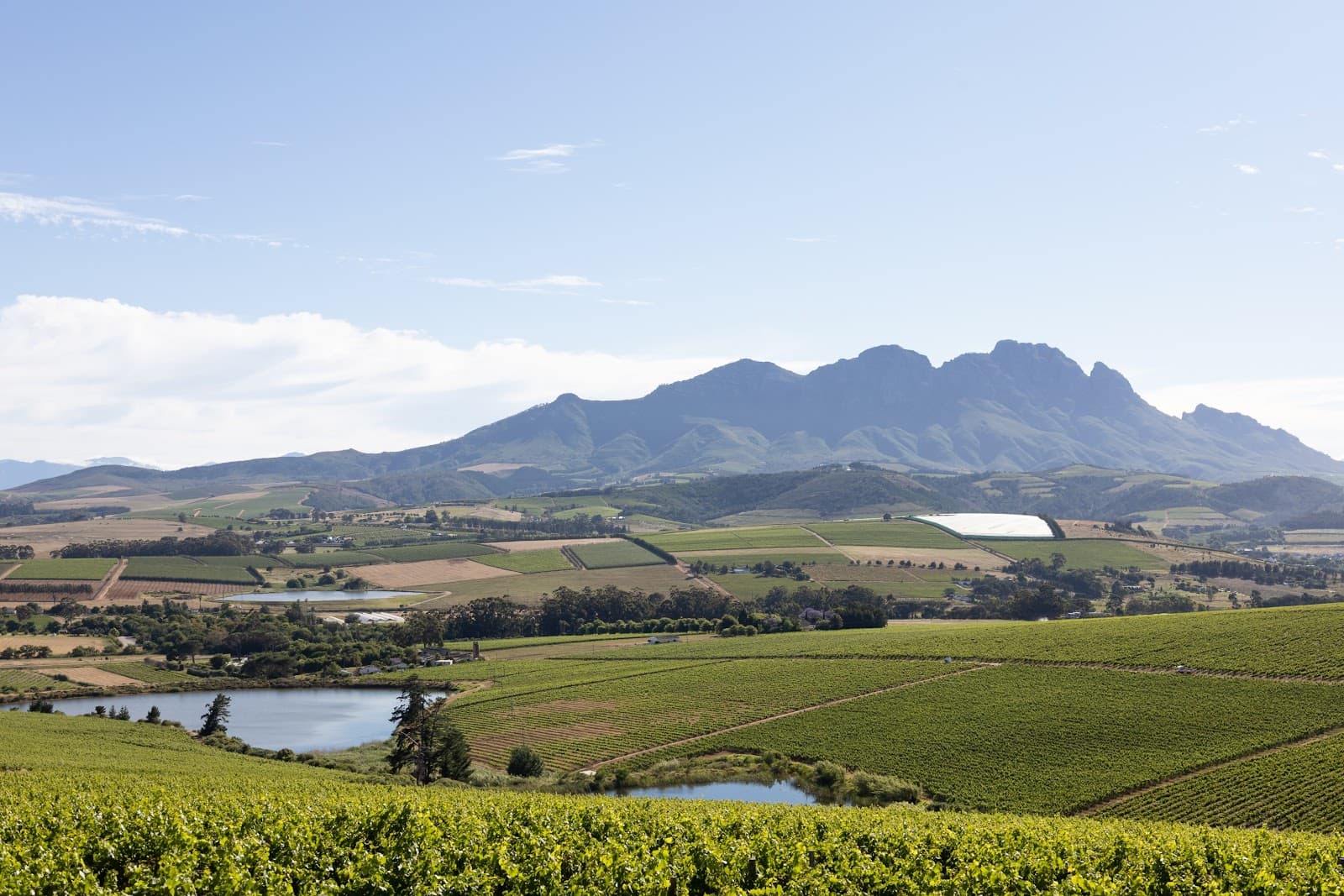 Simonsig Wine Estate - Image 1