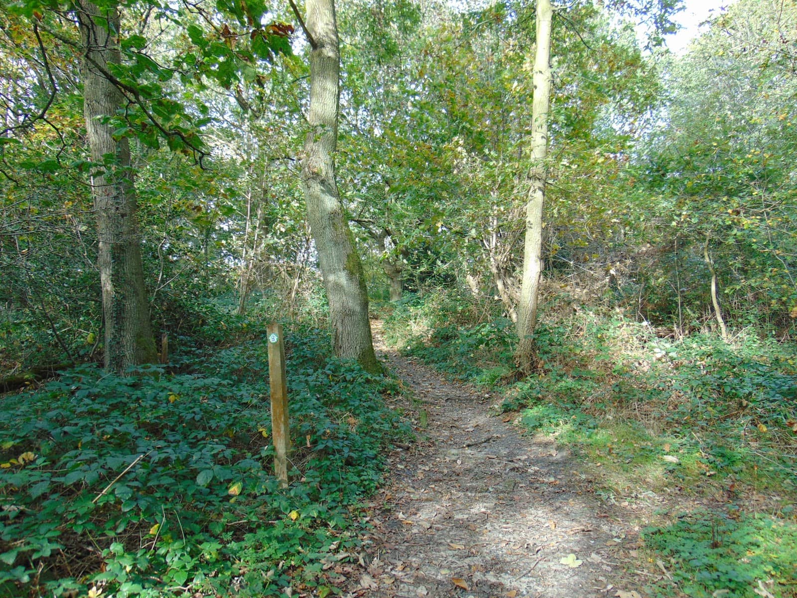 Rustic Woodland Link