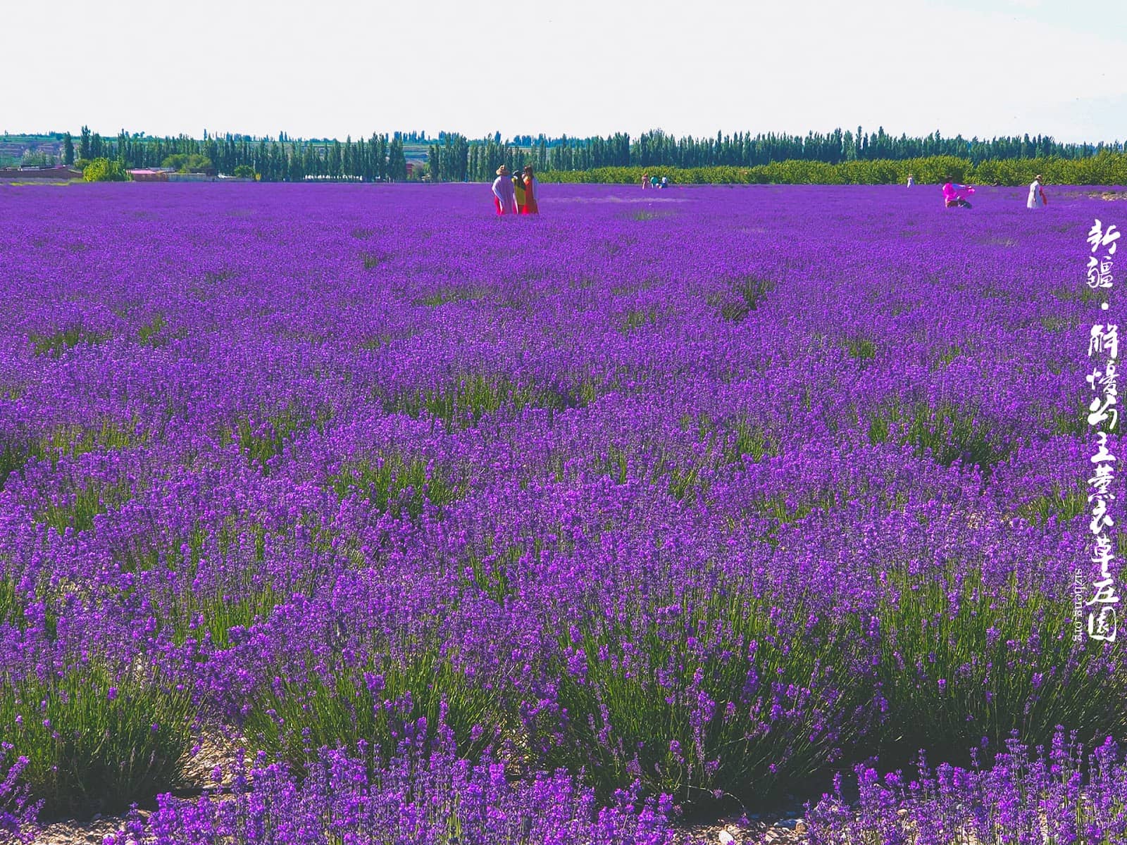 Local Lavender Products