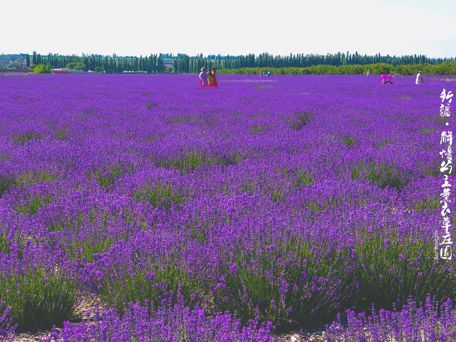 Huocheng Lavender Fields Ili - Image 1