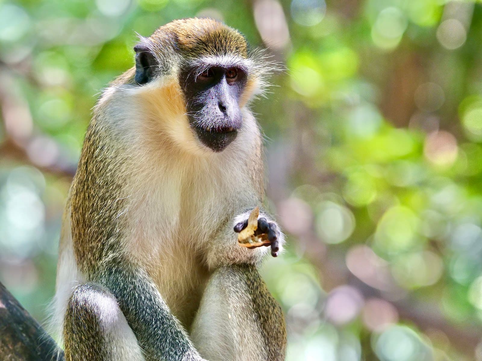 Bijilo Forest Park The Gambia - Image 1