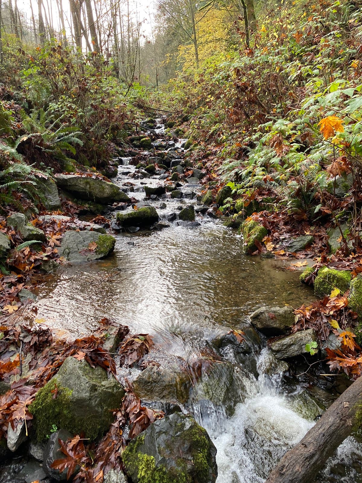 Japanese Gulch Trail Mukilteo - Image 1