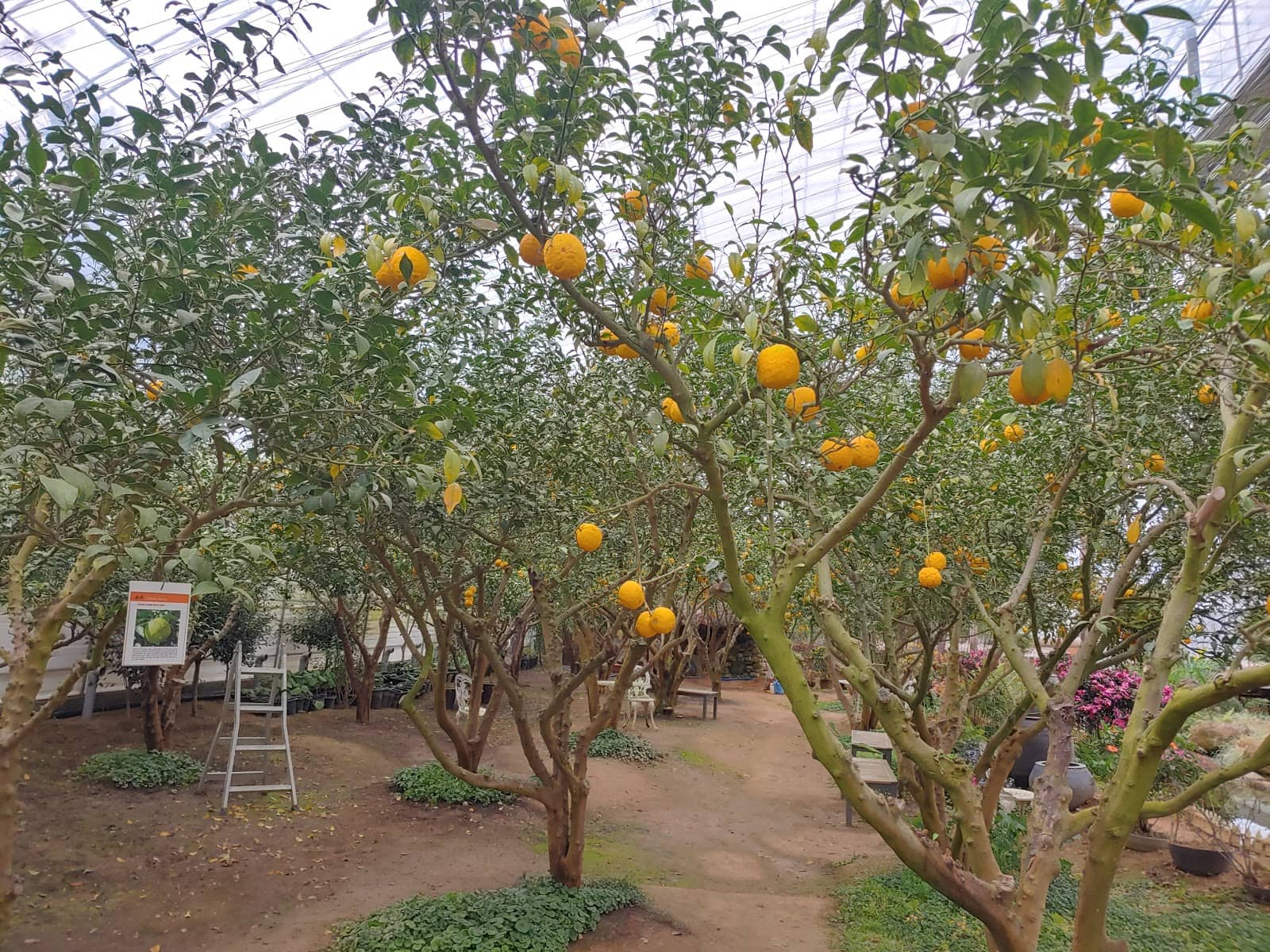 Outdoor Gardens