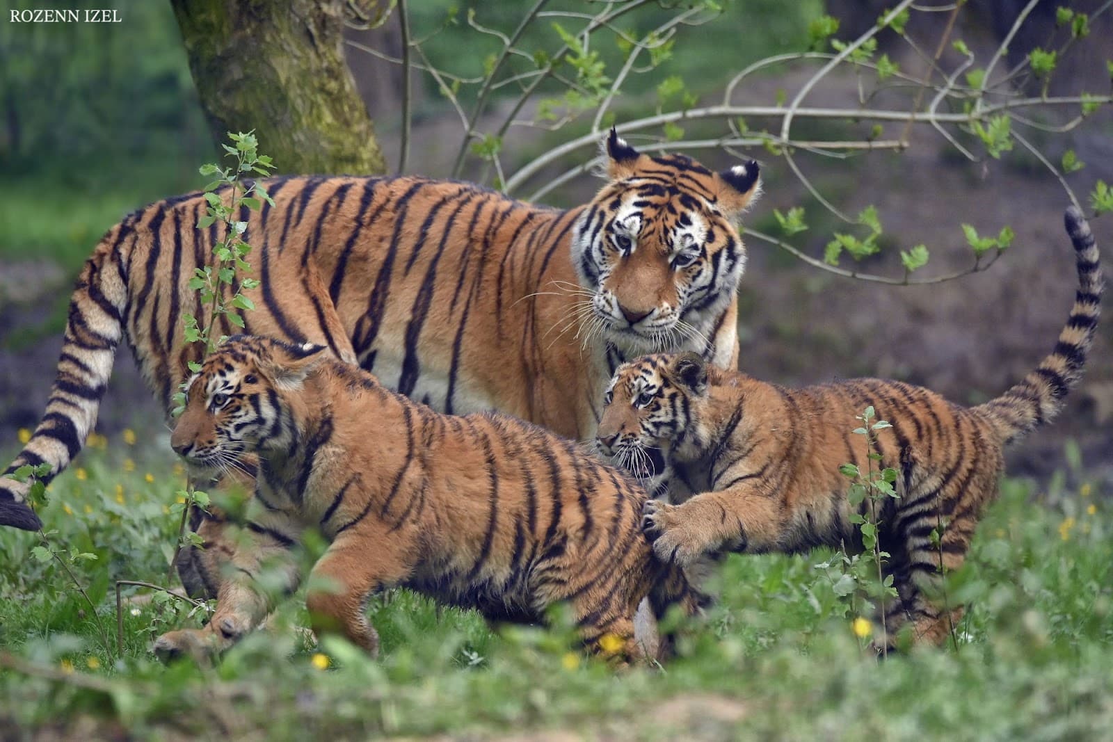 Parc des Félins (Lumigny) - Image 1