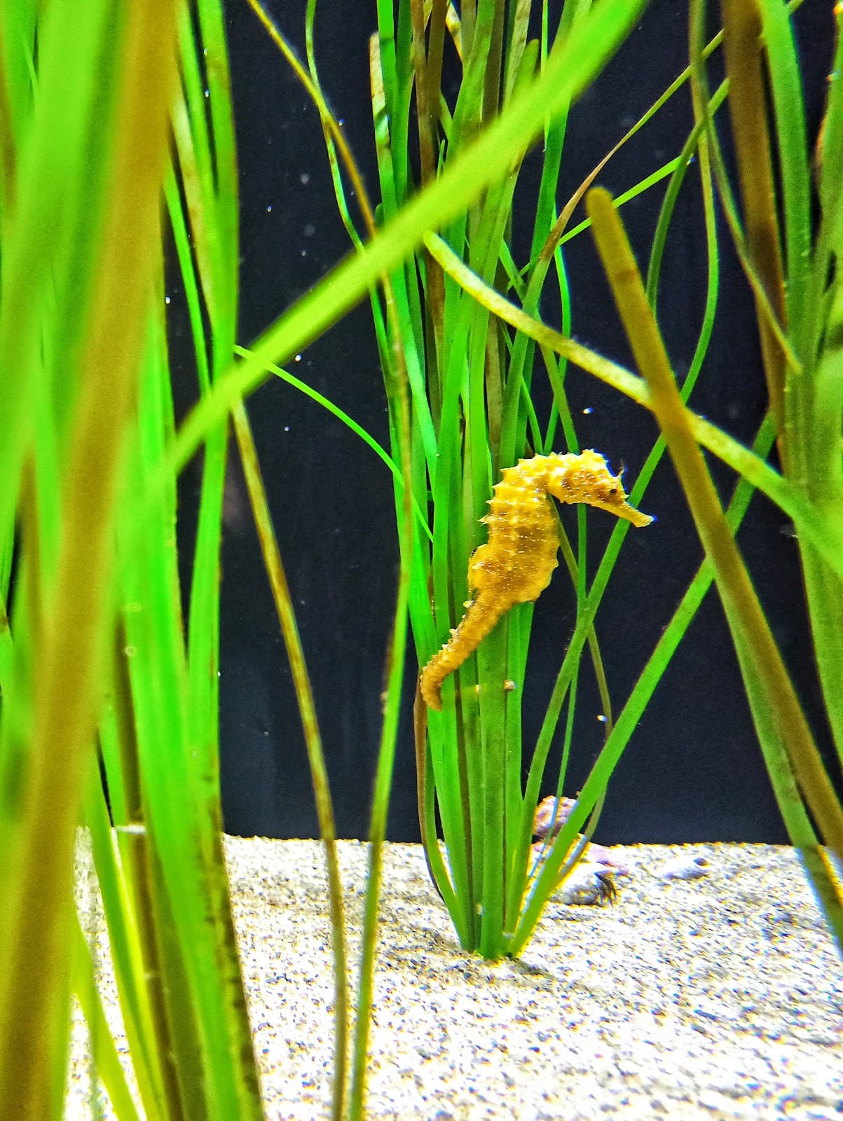 Biodiversarium - Aquarium Méditerranéen - Image 1