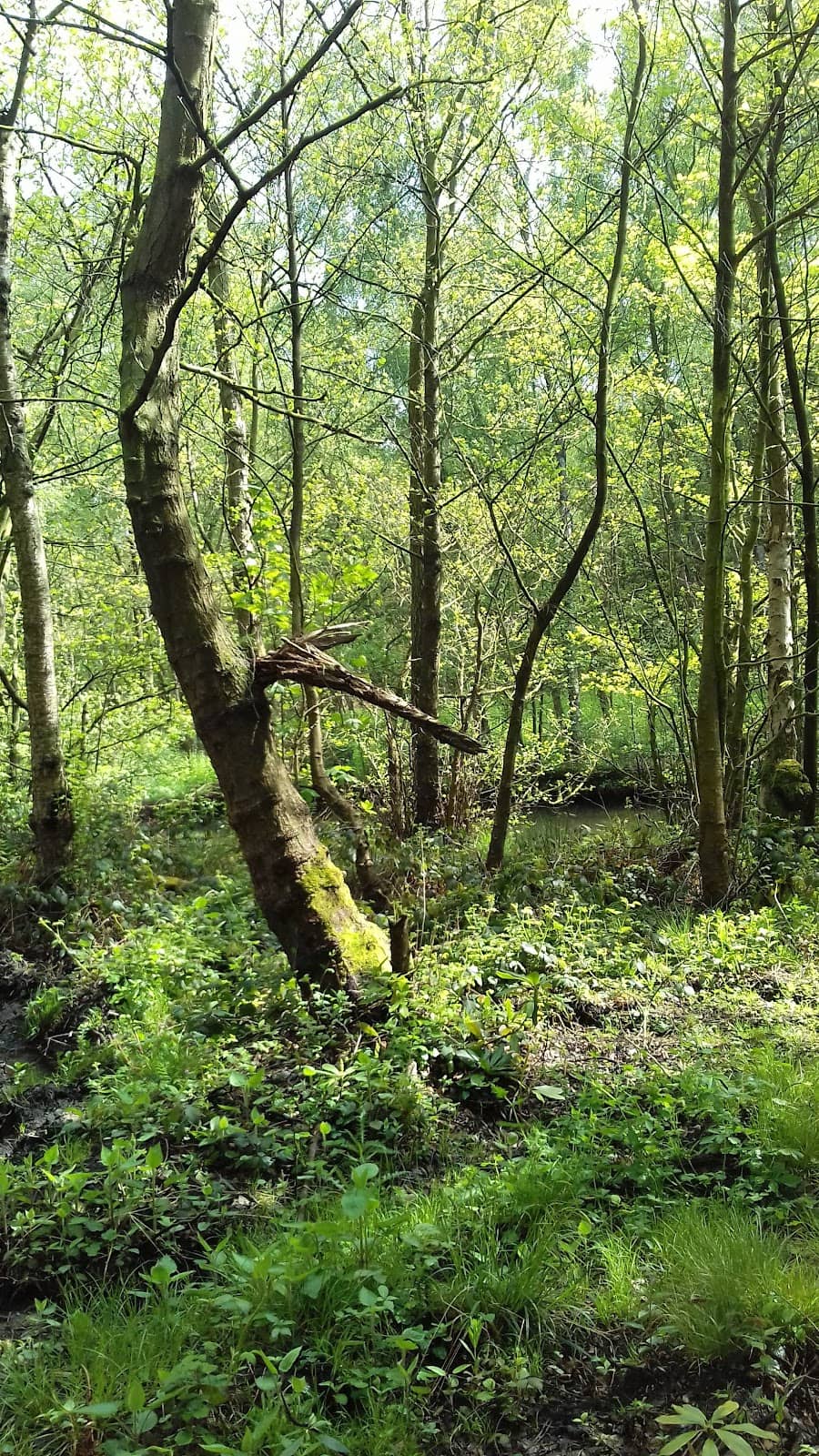 Varied Walking Routes