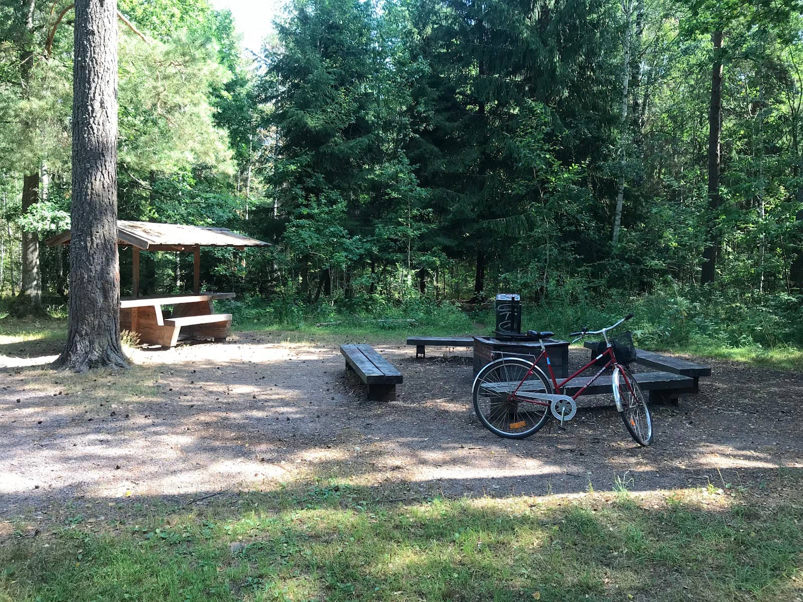 Forest Trails