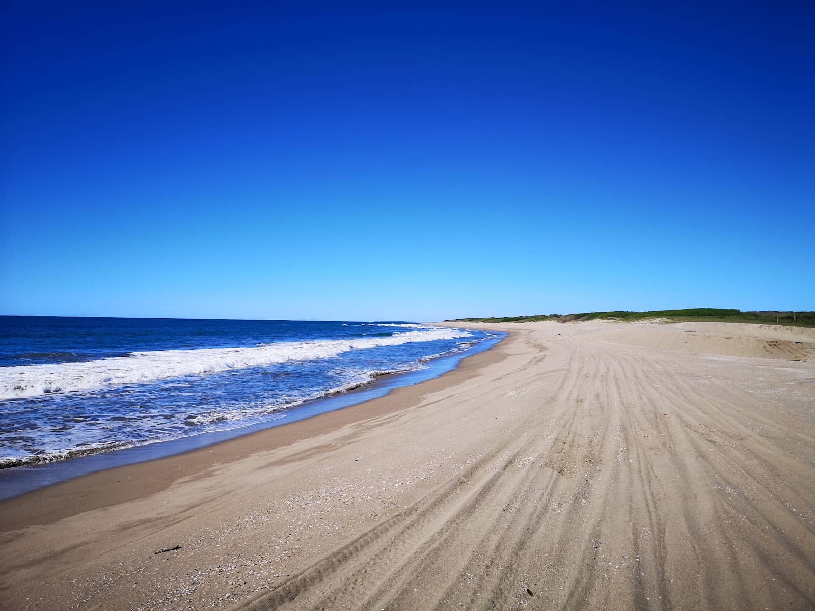 Olive Ridley Turtle Conservation