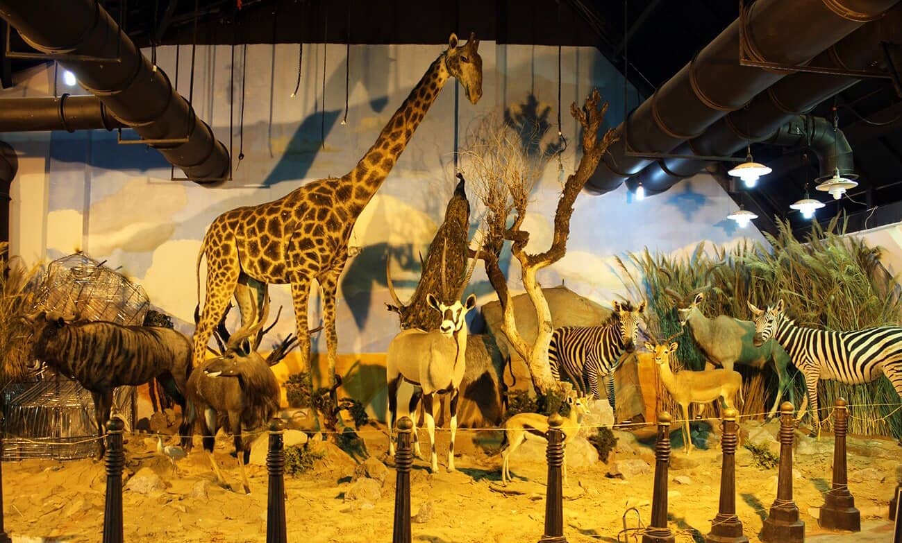 Paleontology Section