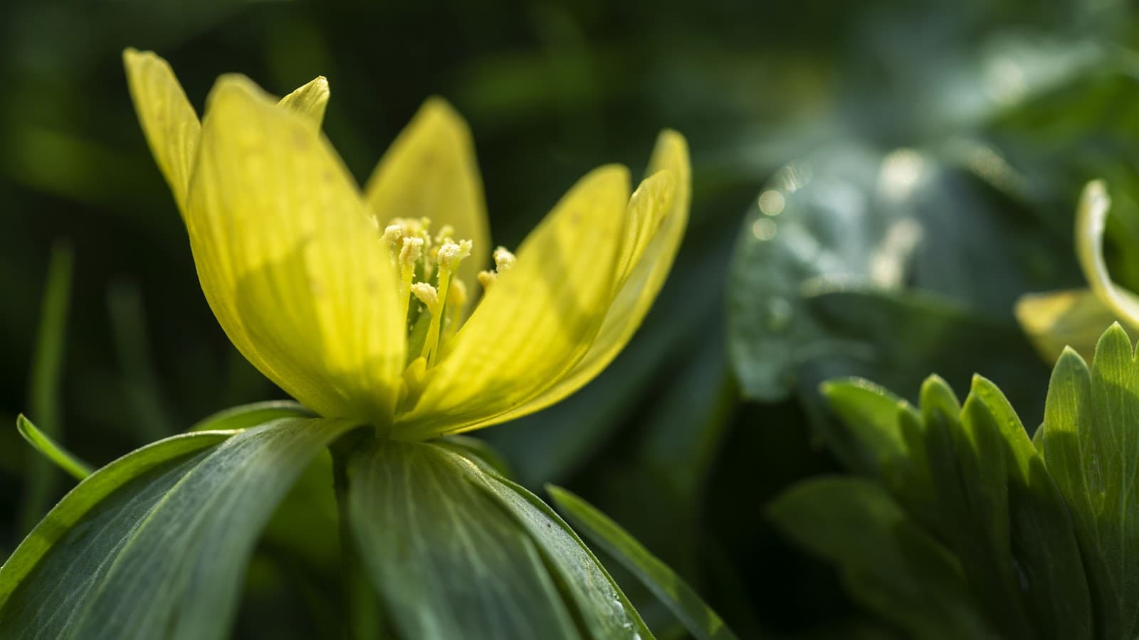 Hortus Botanicus Leiden - Image 1