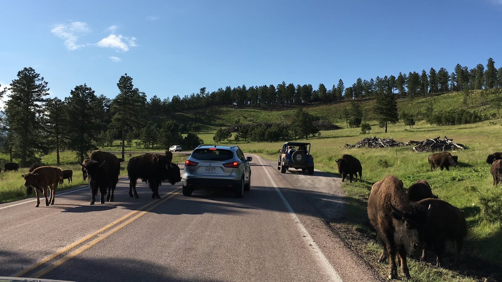 Wildlife Loop Road - Image 1