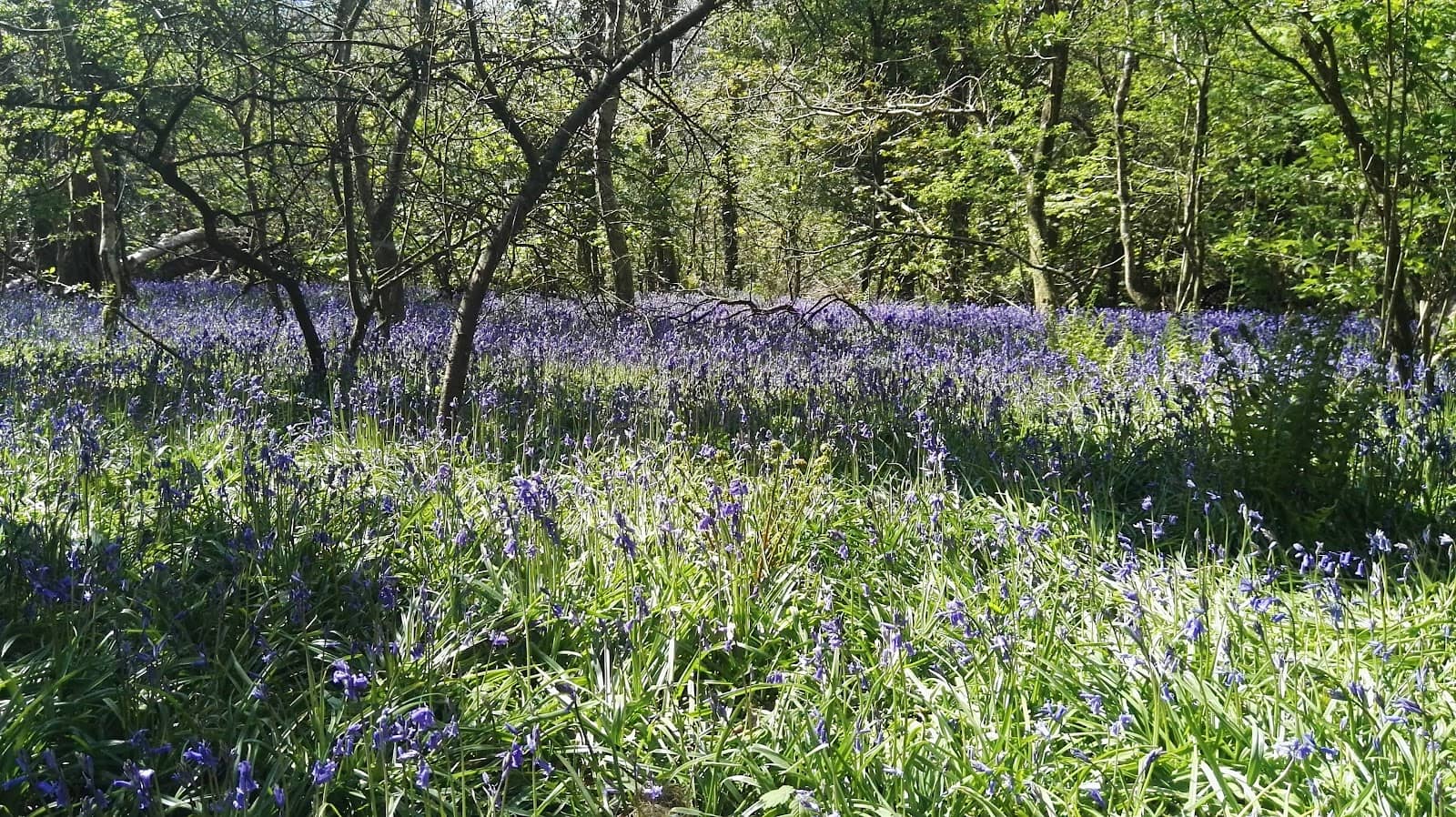 Woodland Trails