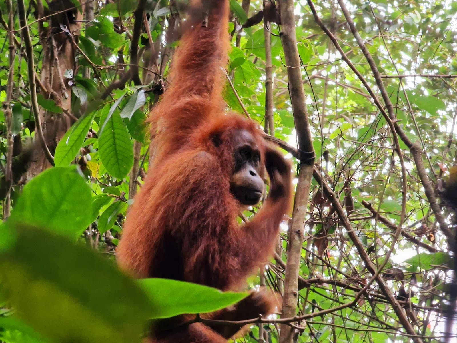 Gunung Leuser National Park Bukit Lawang Indonesia - Image 1