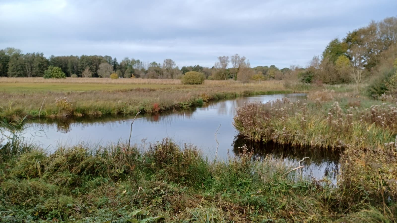 Feckenham Wylde Moor Nature Reserve - Image 1
