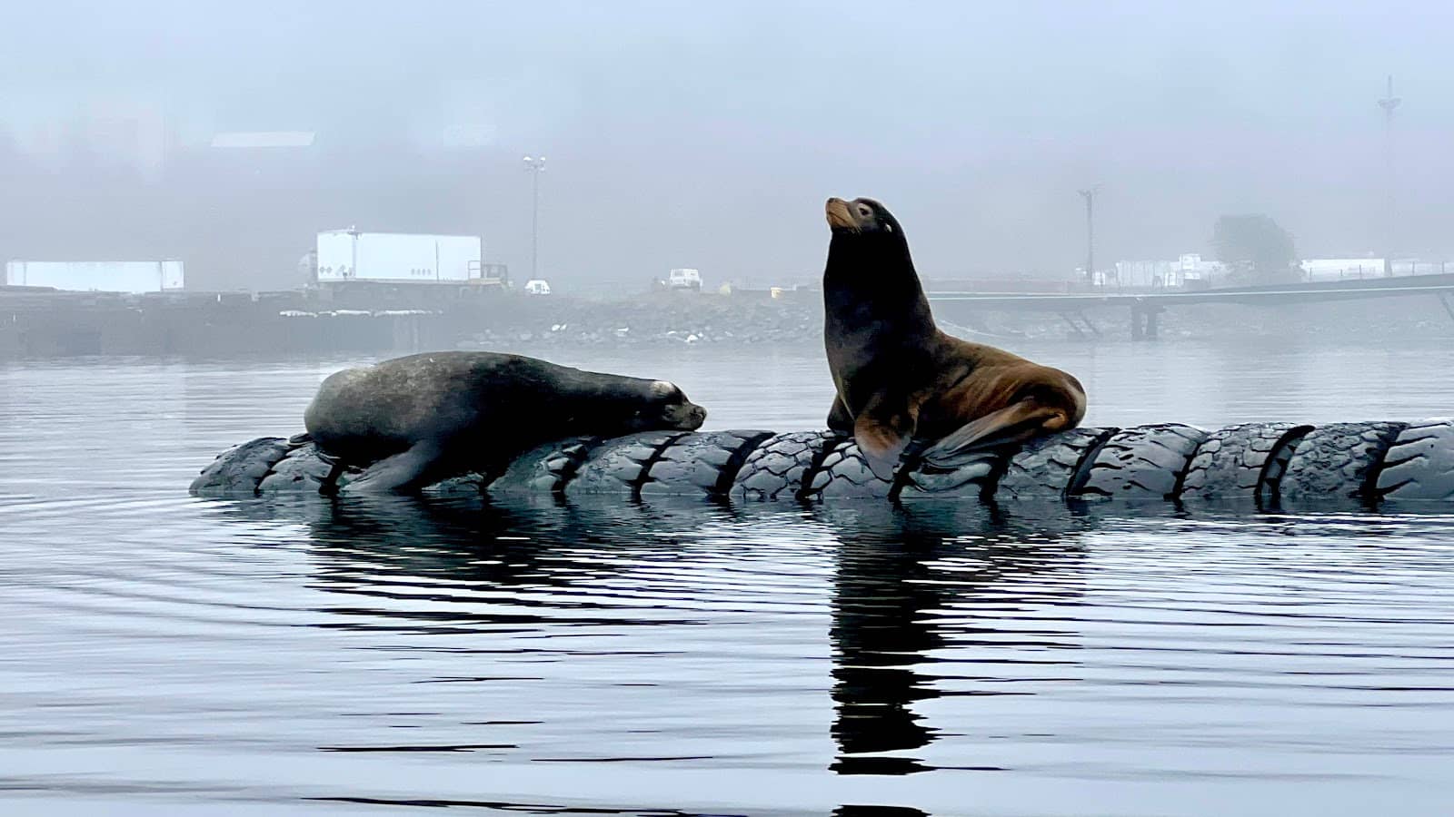Sea Lion Colony