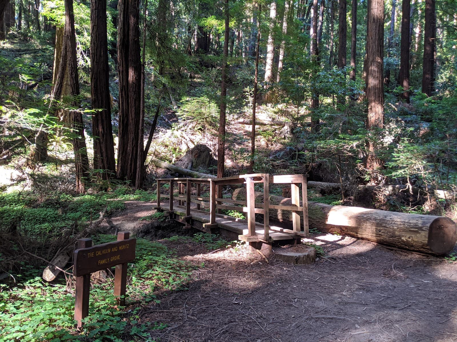 Butano State Park - Image 1