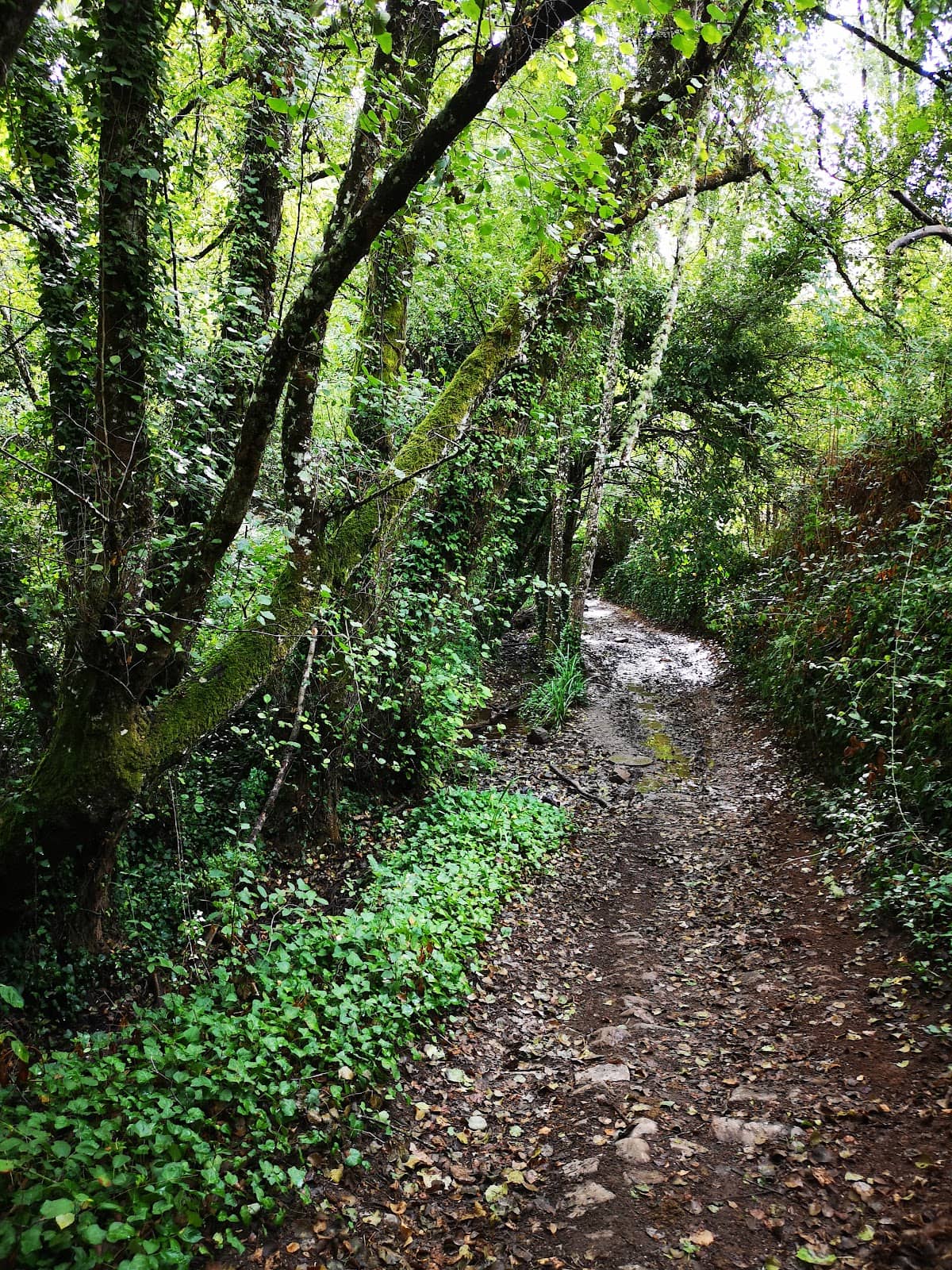 Lush Natural Scenery