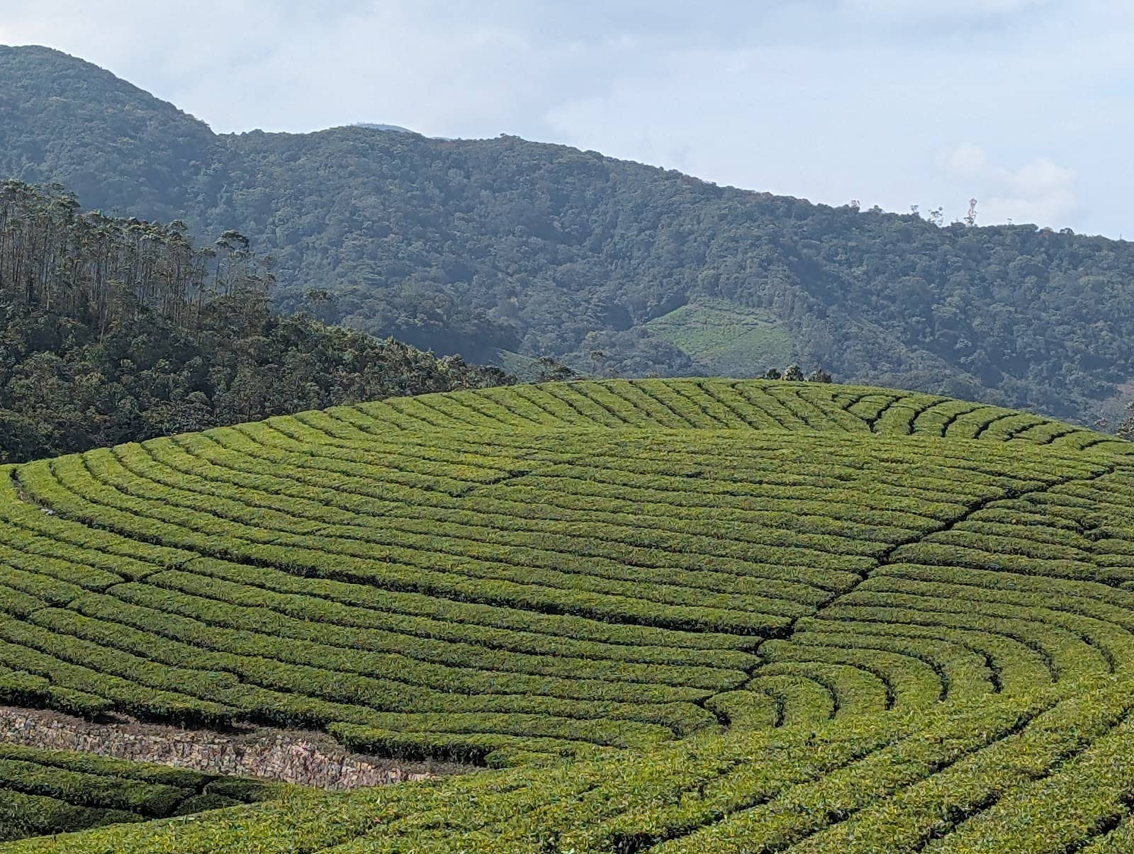 Tea Factory Tours