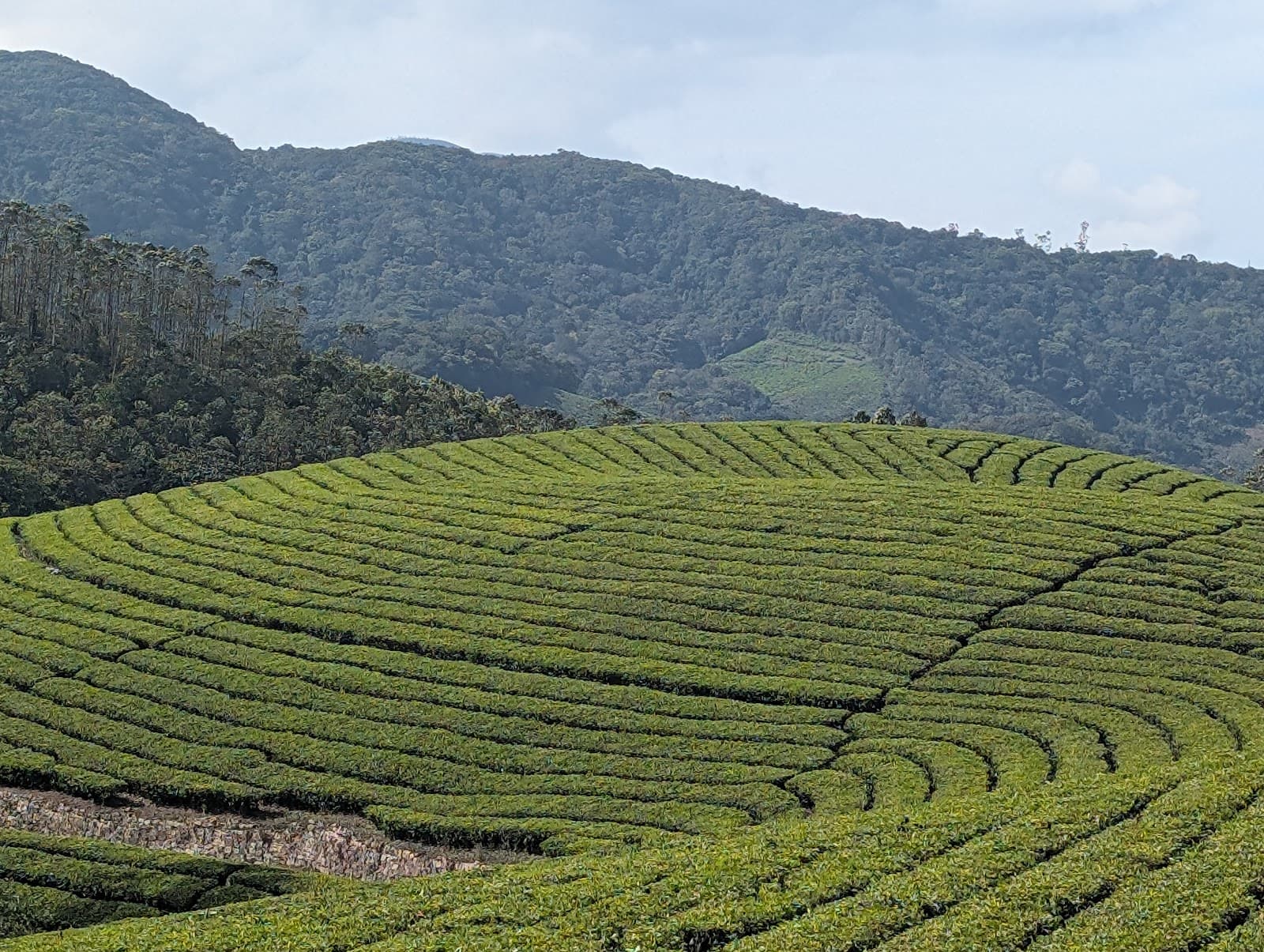 Tea Gardens Munnar - Image 1