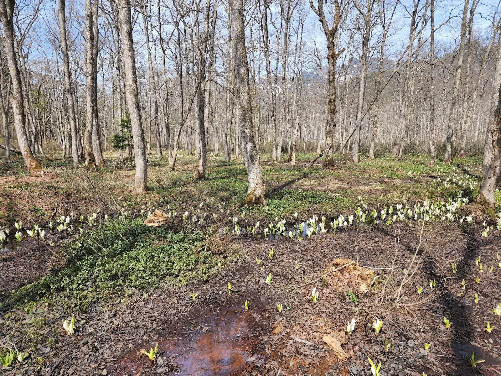 Botanical Garden Trails