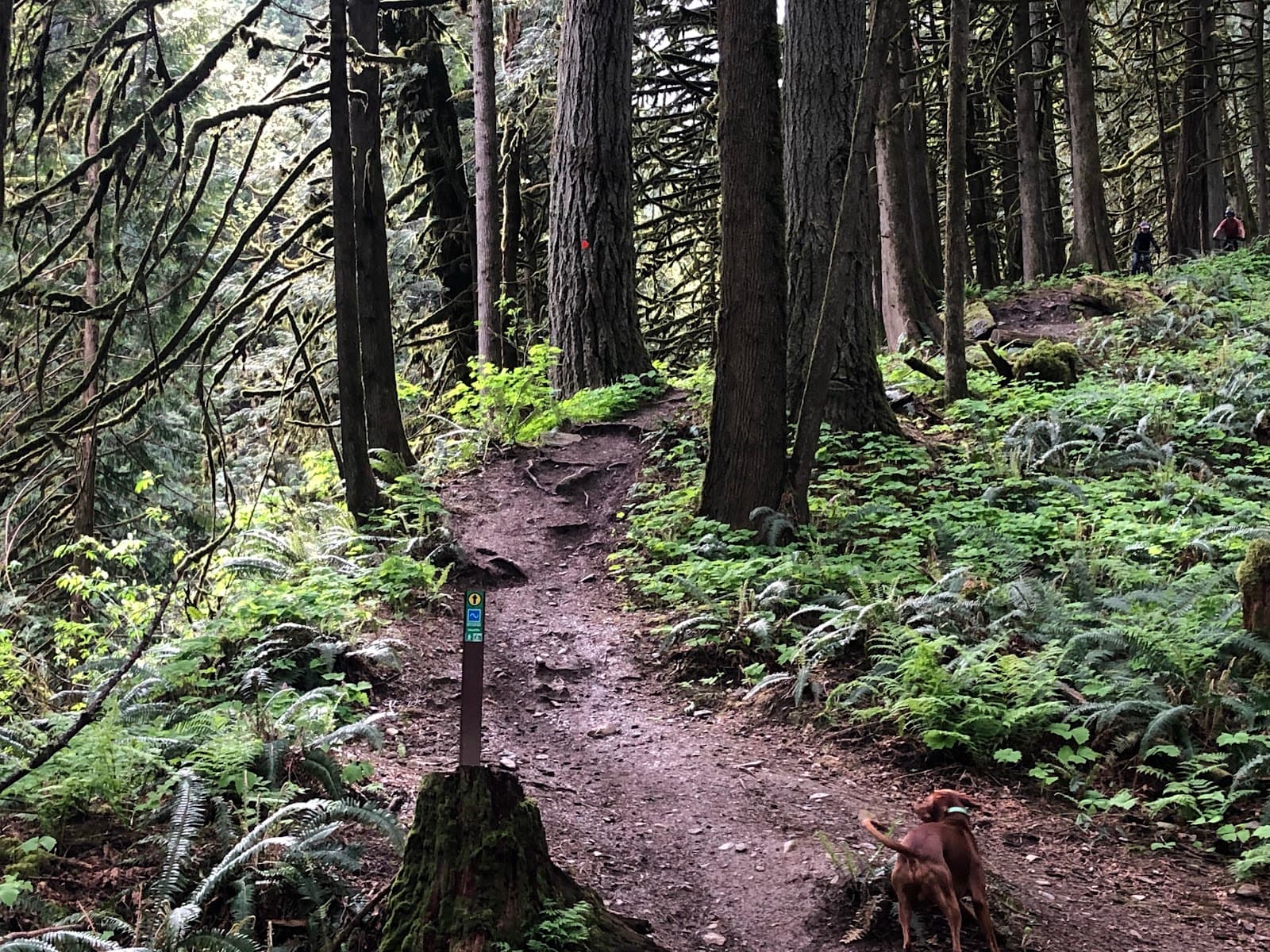 Chilliwack Community Forest - Image 1