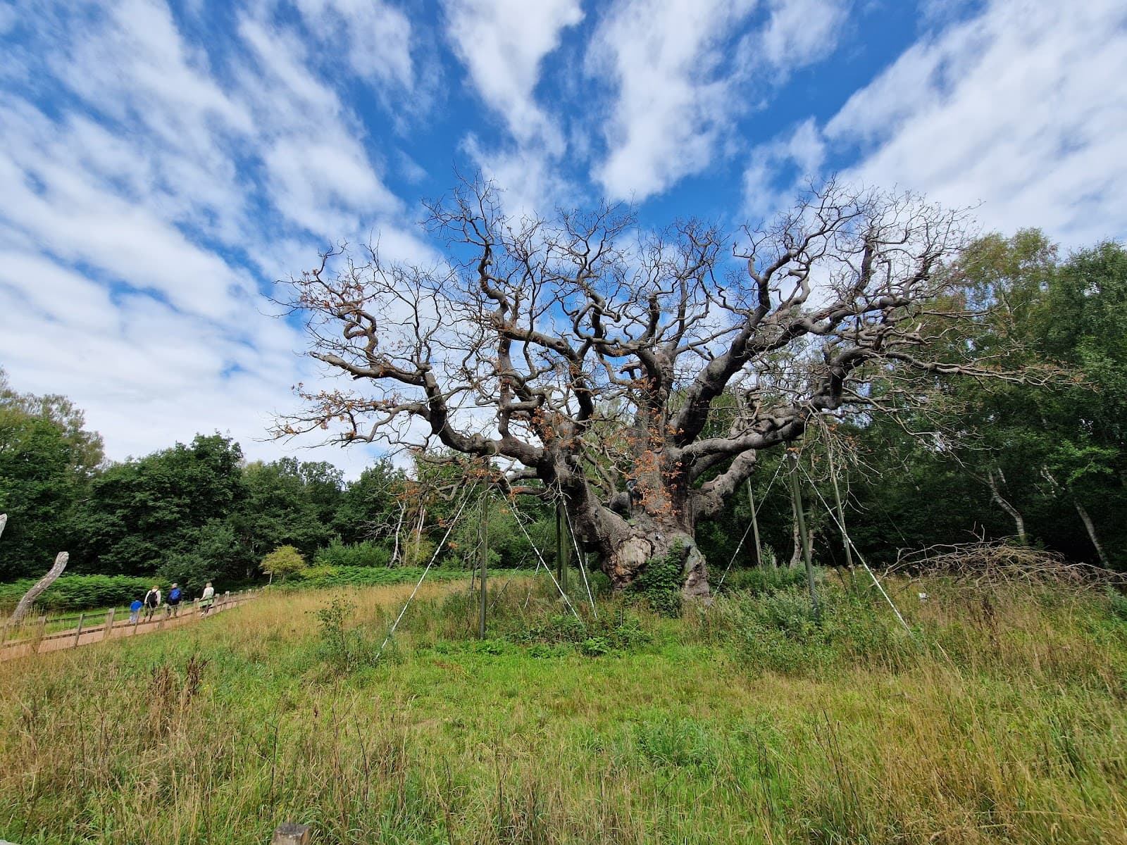Sherwood Forest Country Park & Major Oak - Image 1
