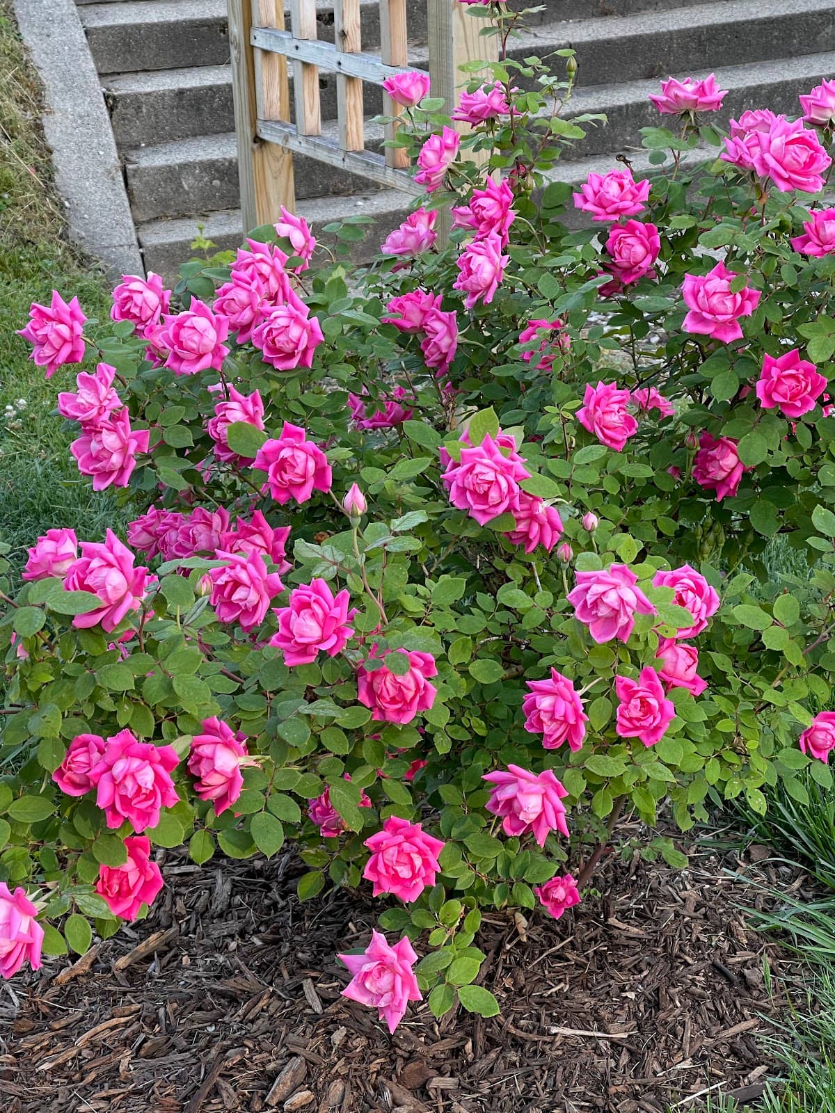 Arts in Bloom Garden Walk