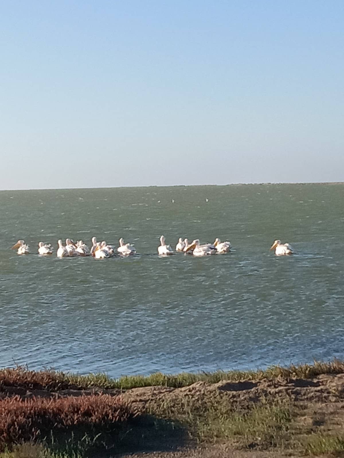 Coastal Wildlife Spotting