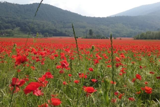 INSPIRA Festival Events