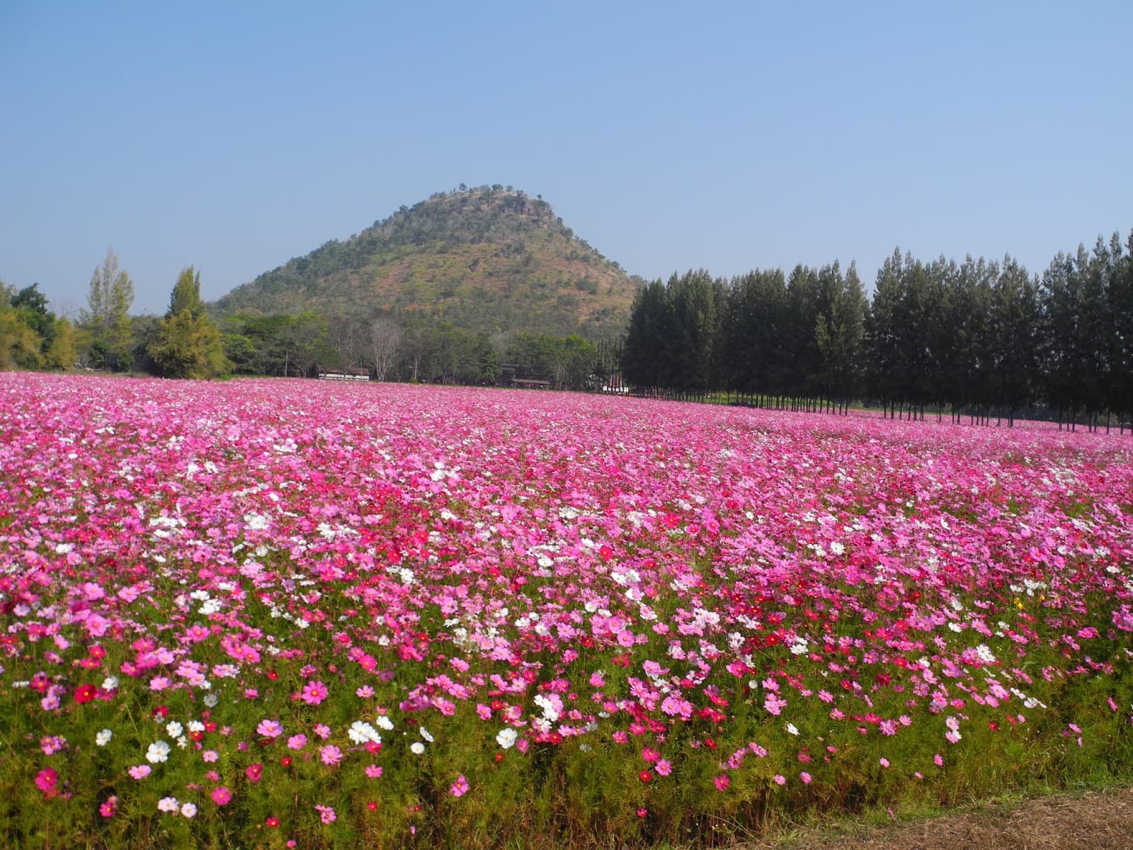 Jim Thompson Farm - Image 1