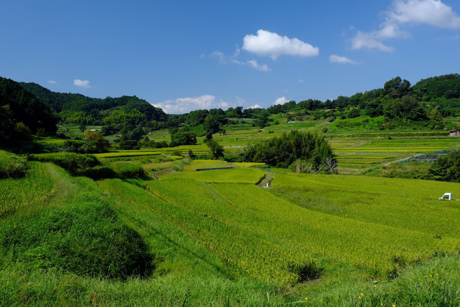 Inabuchi Terraced Rice Fields - Image 1