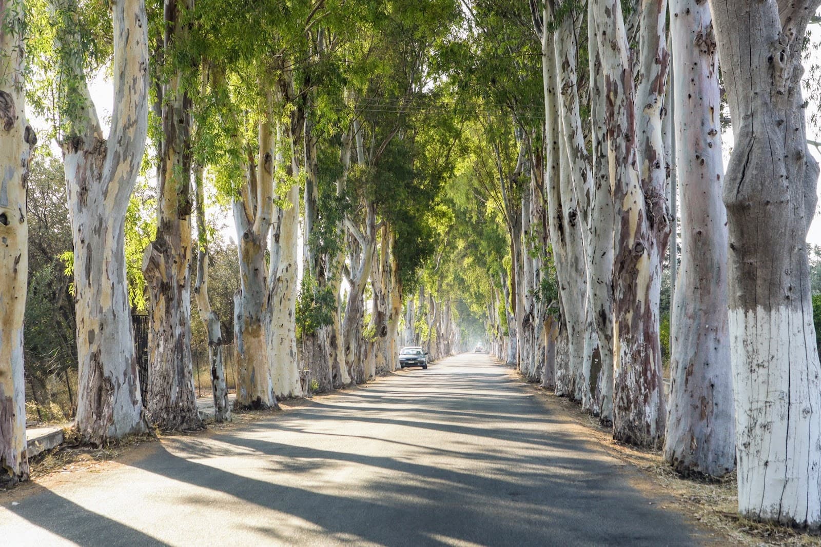 Kolymbia Eucalyptus Avenue - Image 1