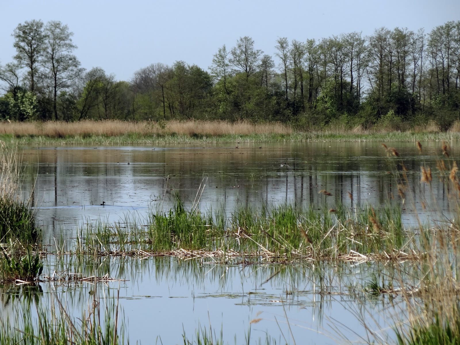 Drużno Lake Nature Reserve - Image 1