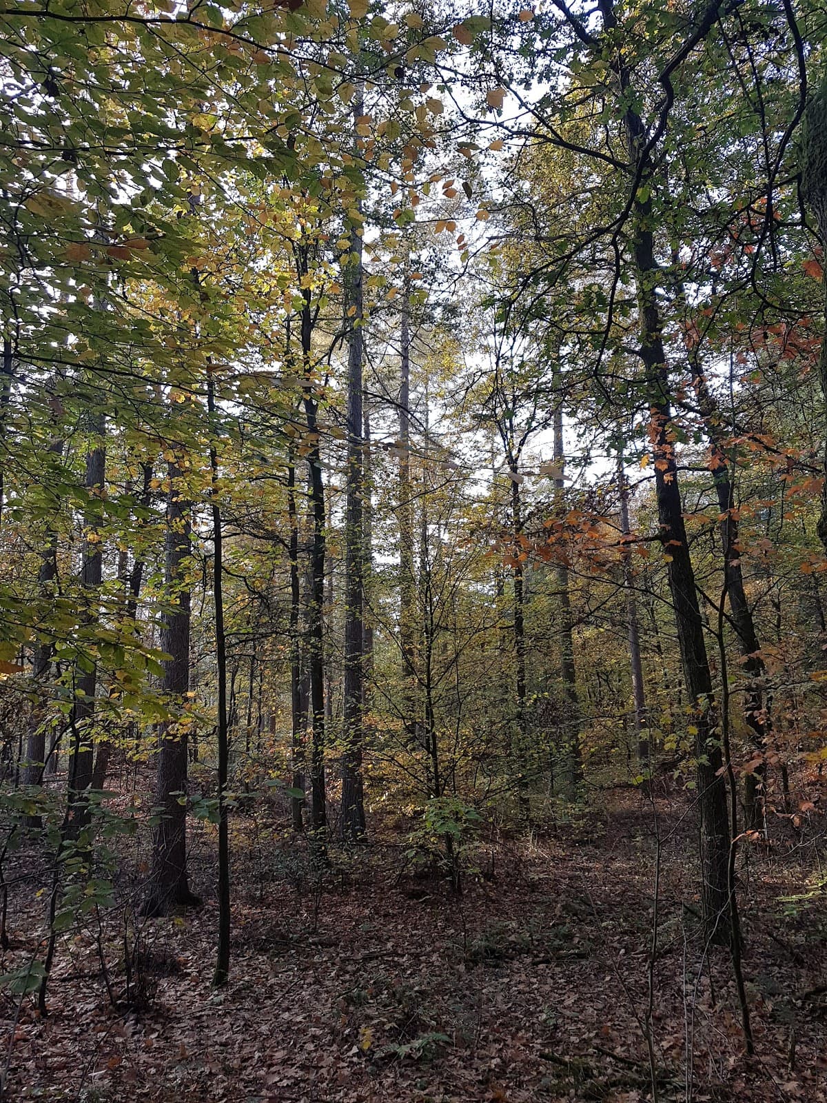 Emmerdennen Forest - Image 1