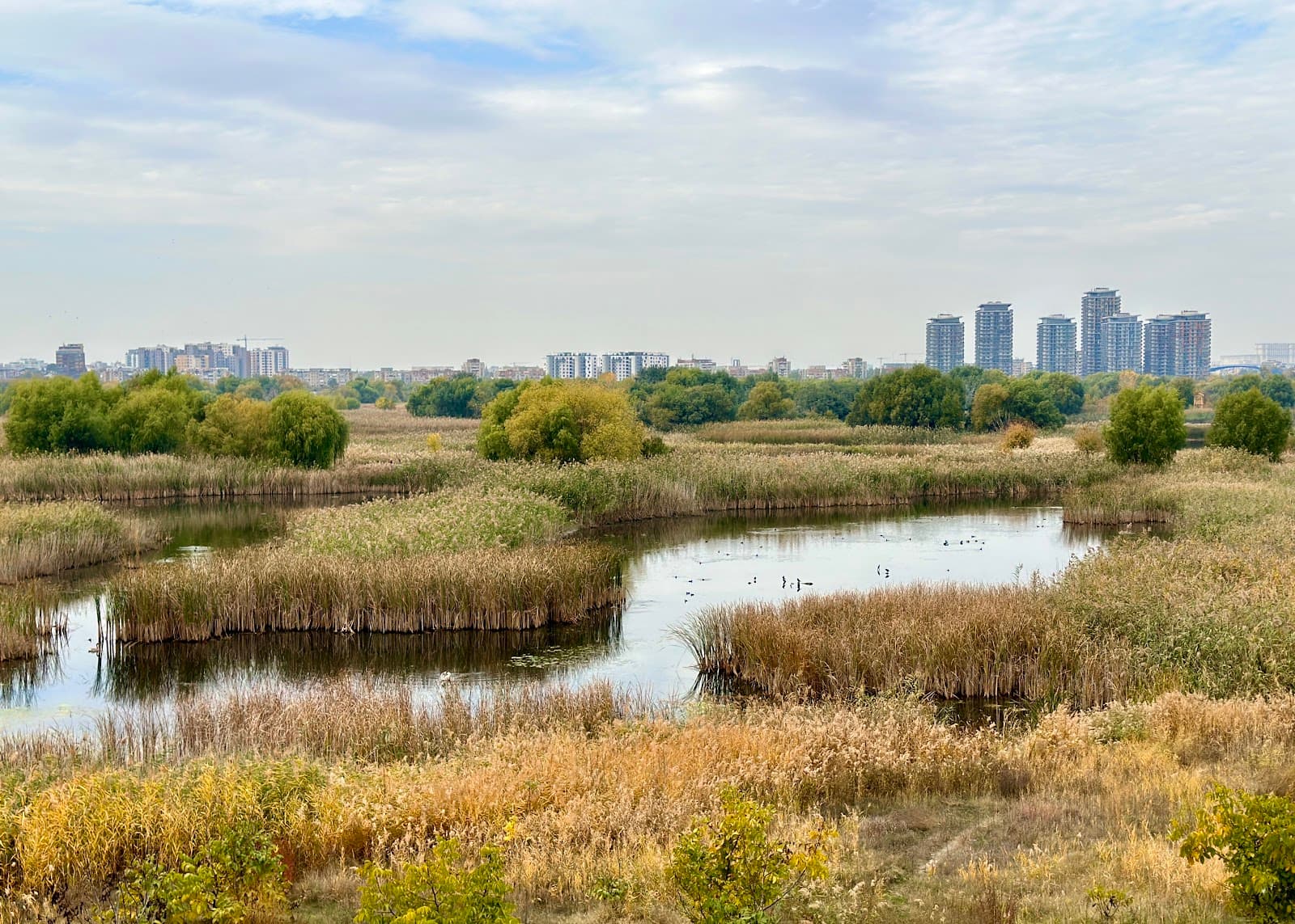 Văcărești Nature Park - Image 1
