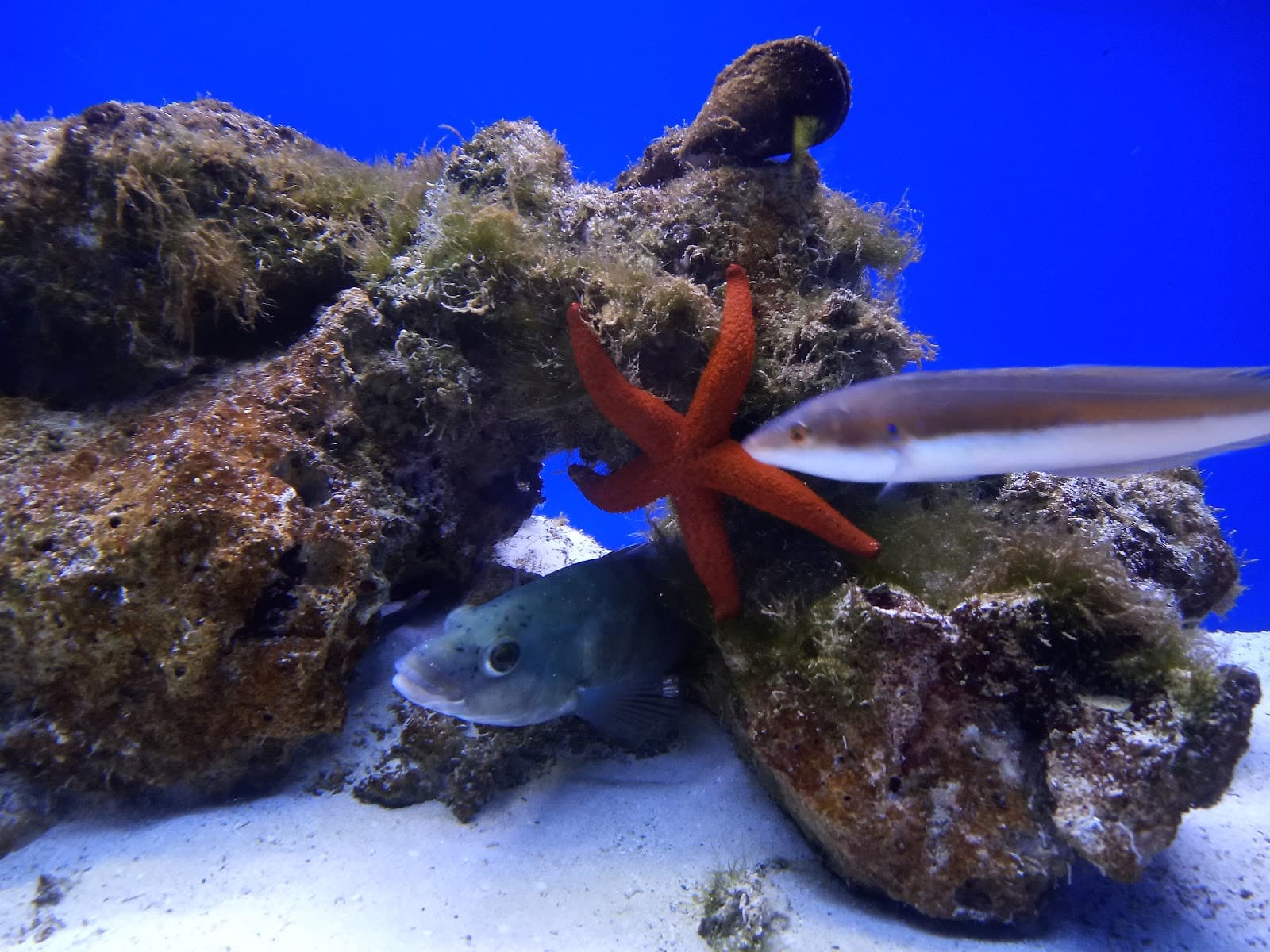 Acquario del Salento - Image 1
