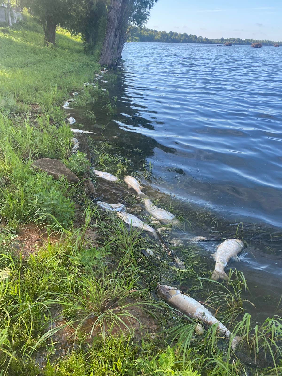 Mississippi River Views