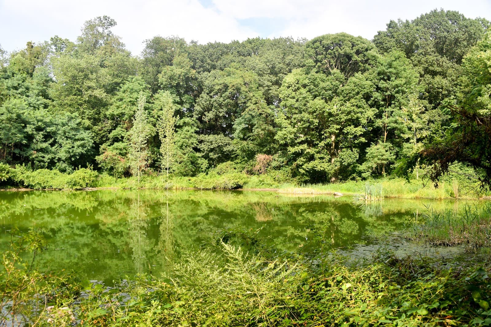 Forest Park (Queens) - Image 1