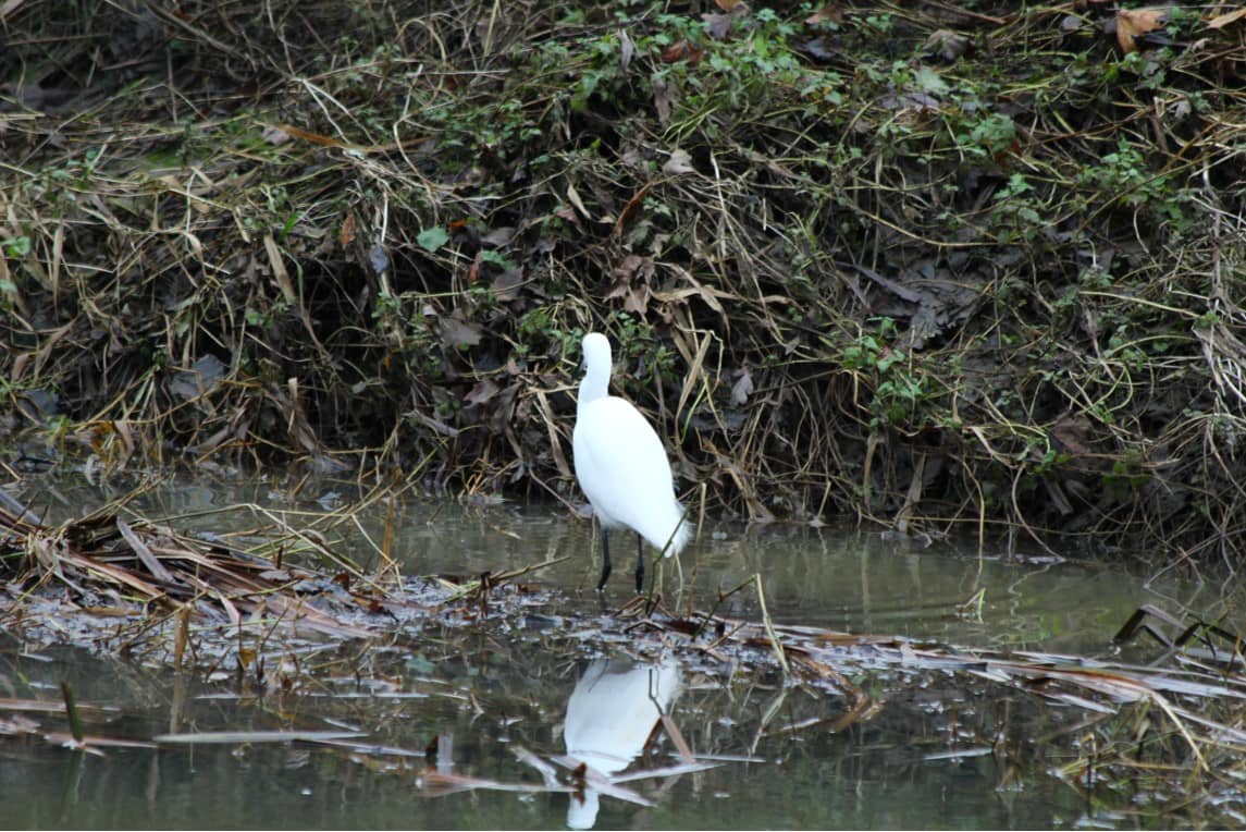 Buggy-Friendly Paths