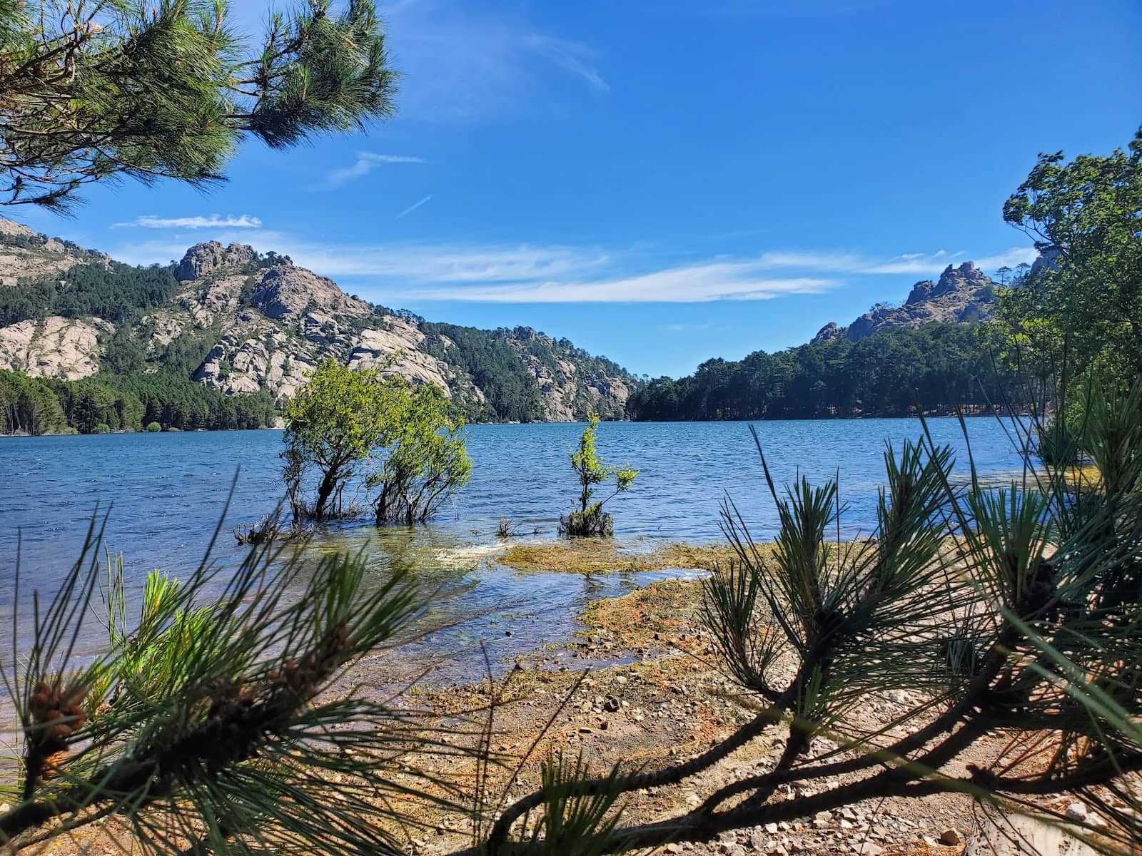 Forest of L'Ospedale