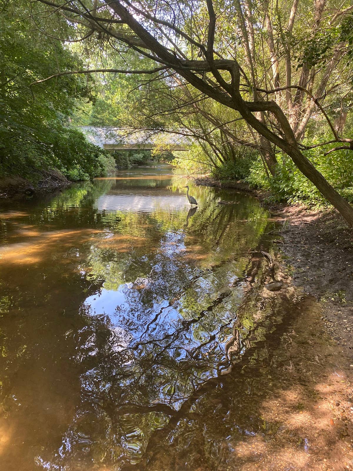 Riverside Cafe Delights