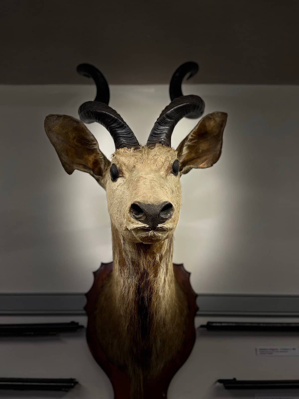 Tranquil Garden Setting