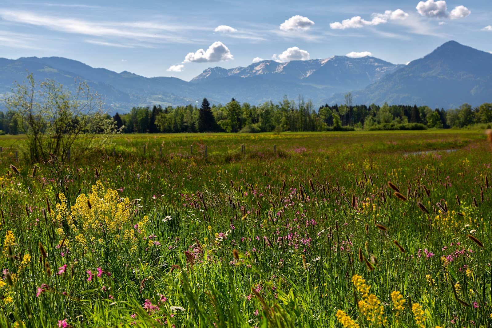 Abundant Wildlife