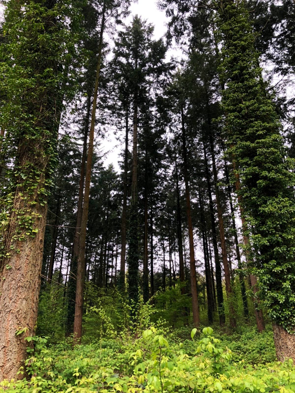 Vertical photo