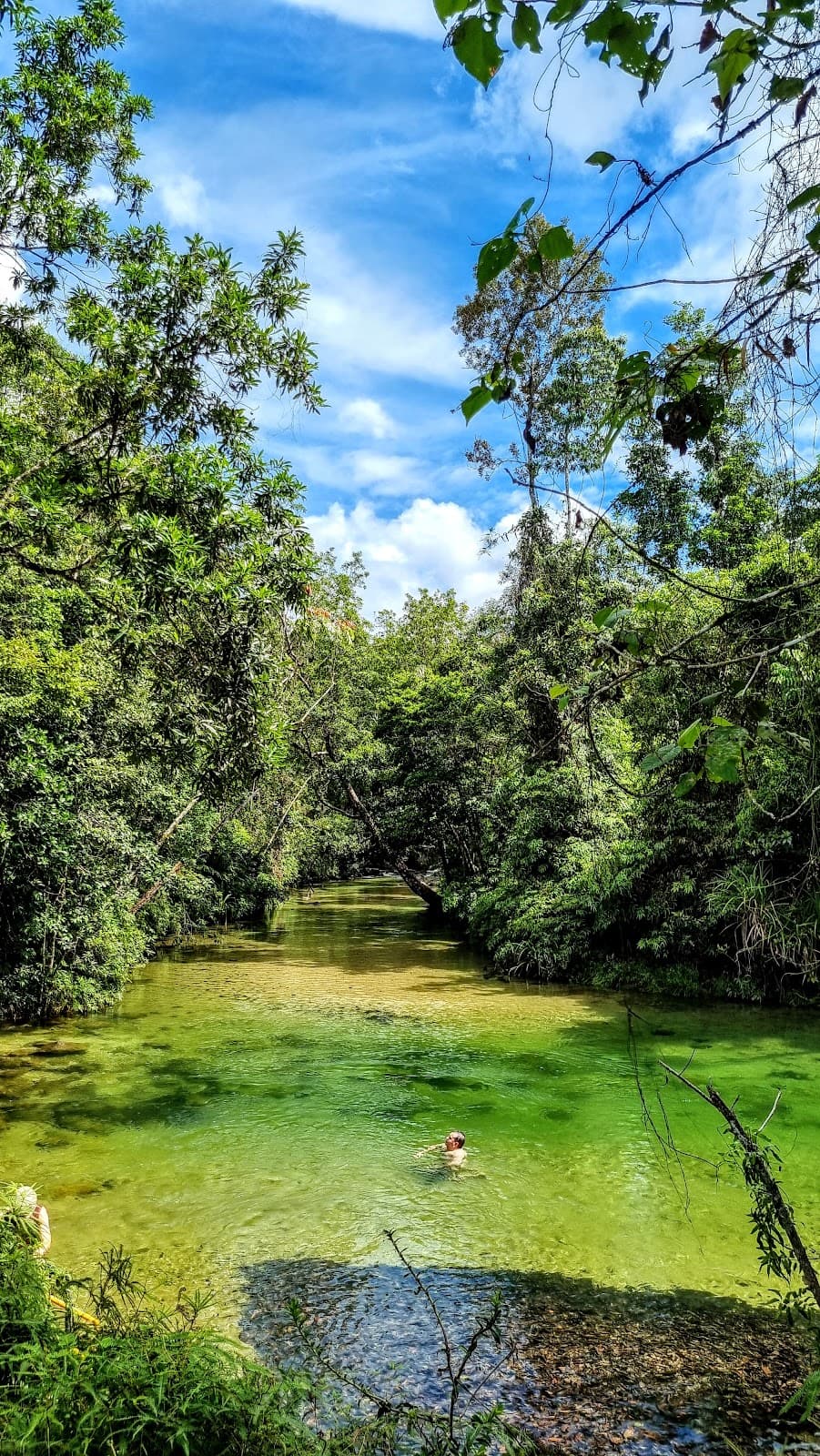 Alligators Nest (Tully) - Image 1