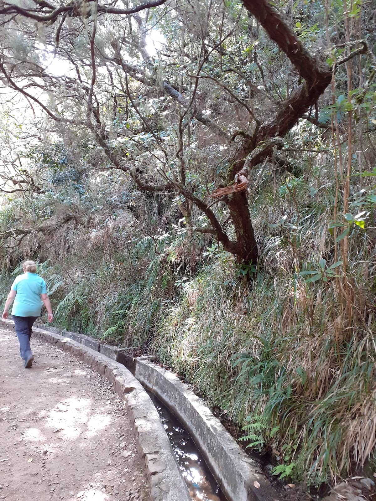 Forest Levada Walks