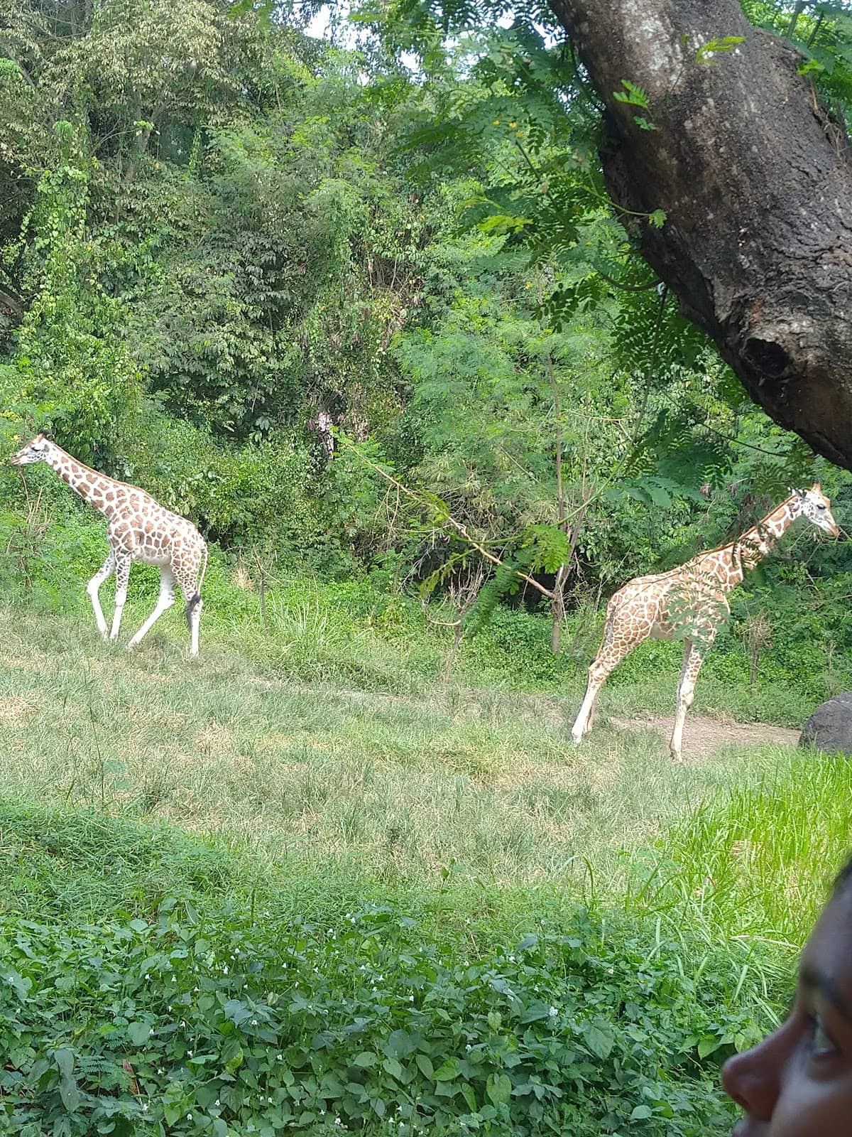 Tirta Empul Temple Vicinity