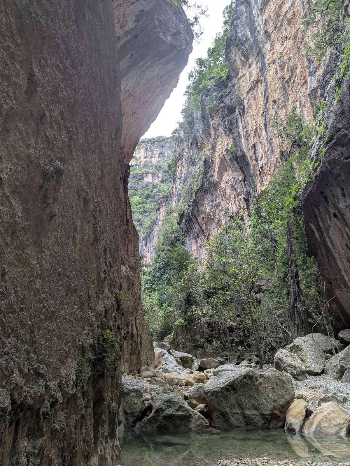 Griffon Vulture Colony